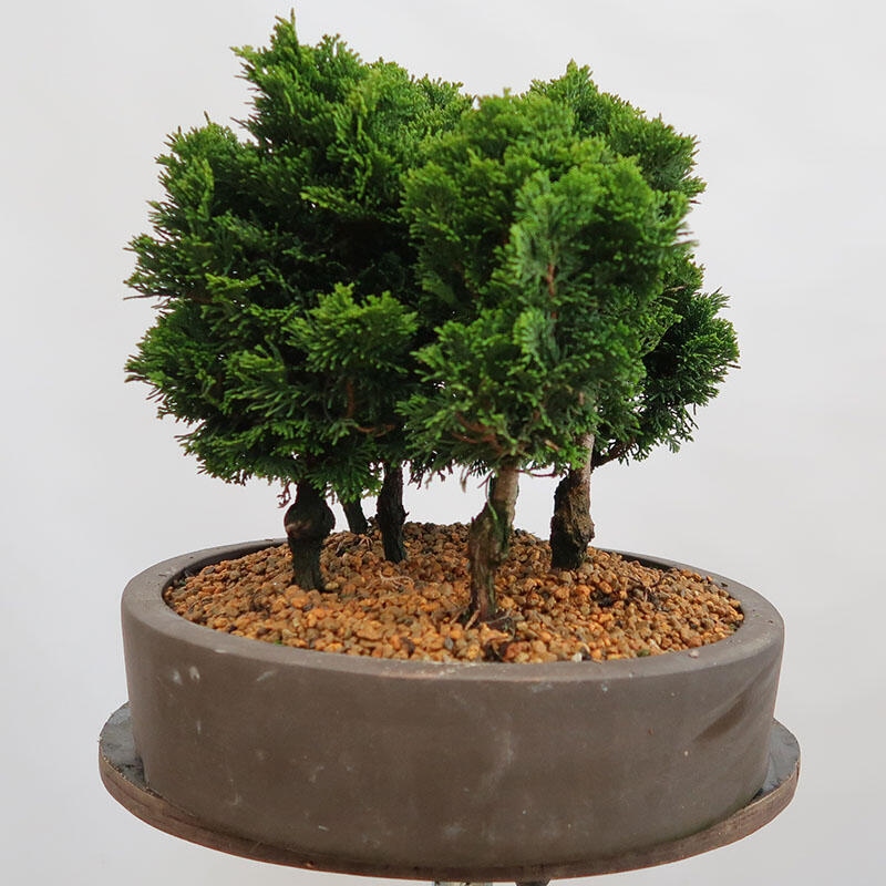 Outdoor bonsai - Cham.pis obtusa Nana Gracilis - Cypress forest