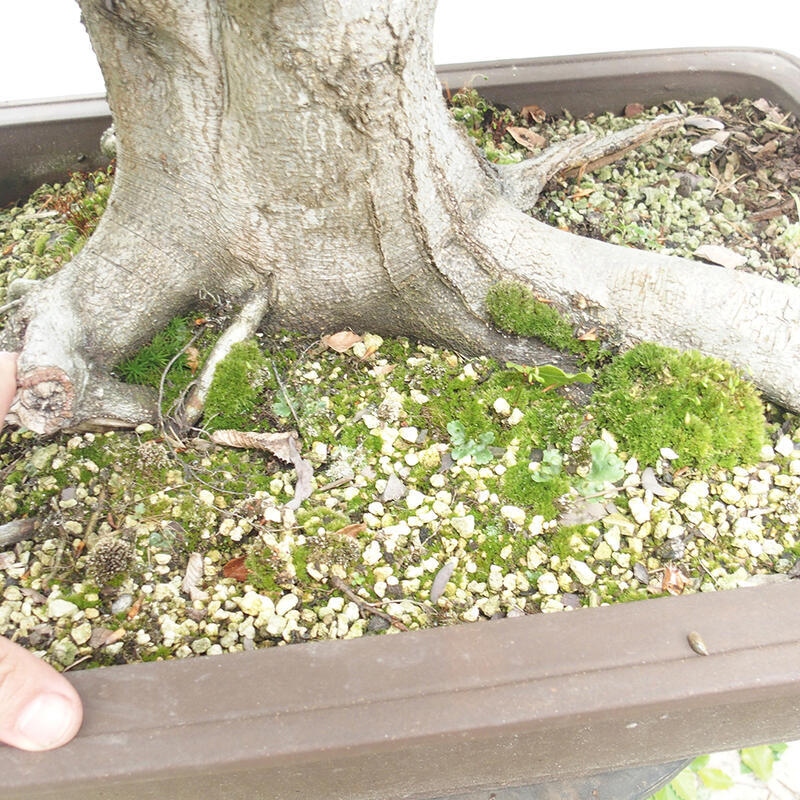 Outdoor bonsai - Fagus sylvatica - Beech