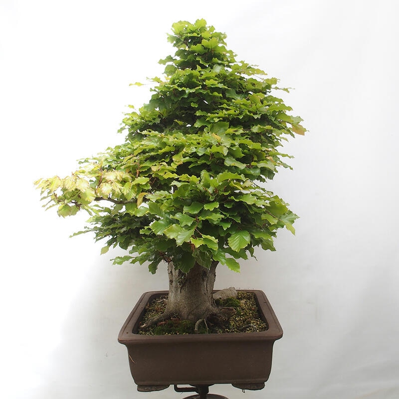 Outdoor bonsai - Fagus sylvatica - Beech