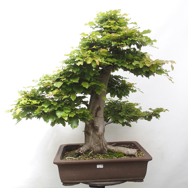 Outdoor bonsai - Fagus sylvatica - Beech