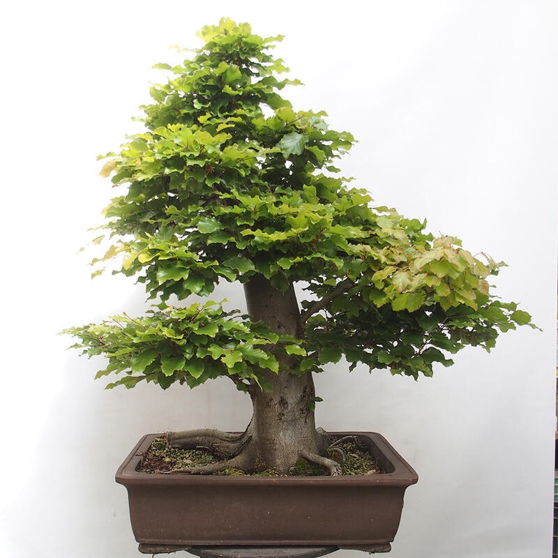 Outdoor bonsai - Fagus sylvatica - Beech