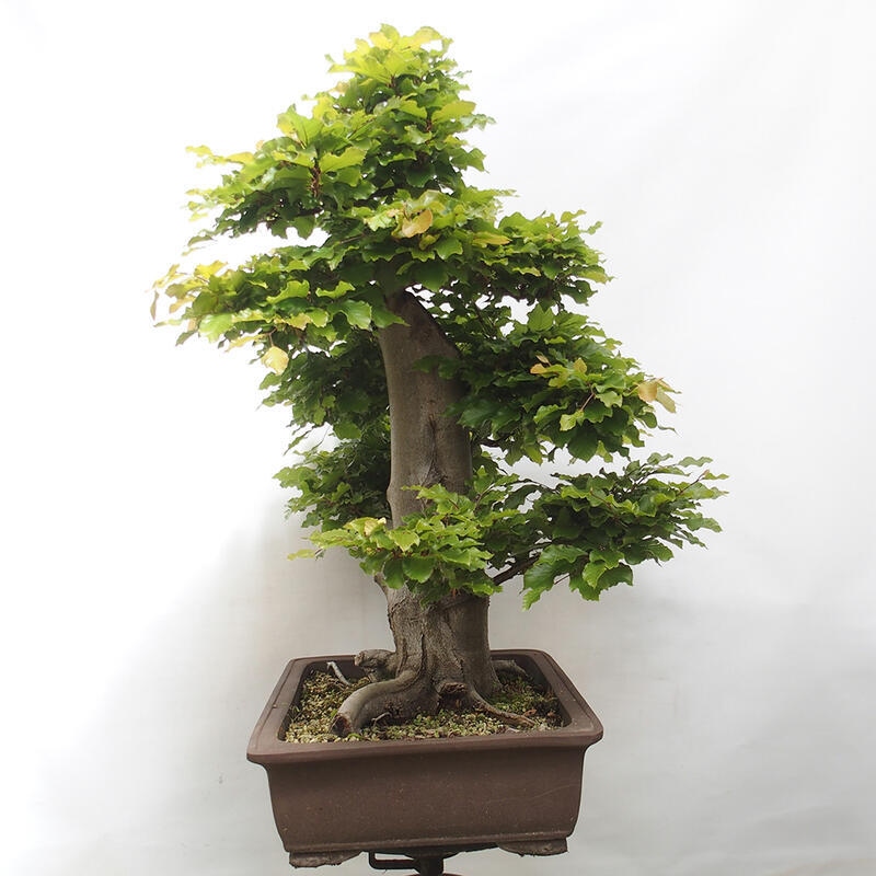 Outdoor bonsai - Fagus sylvatica - Beech