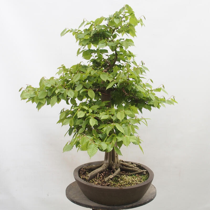 Outdoor bonsai - Hornbeam - Carpinus betulus