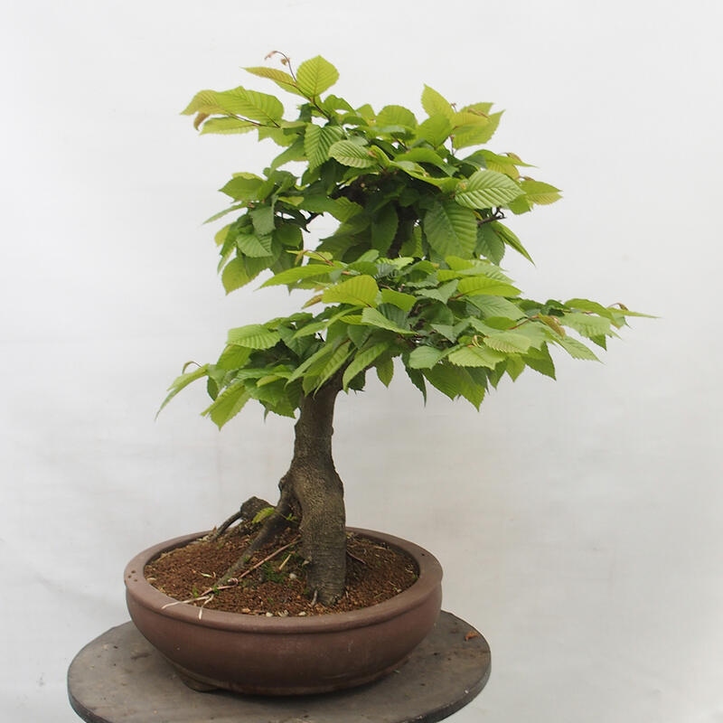 Outdoor bonsai - Hornbeam - Carpinus betulus