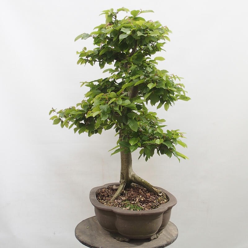 Outdoor bonsai - Hornbeam - Carpinus betulus