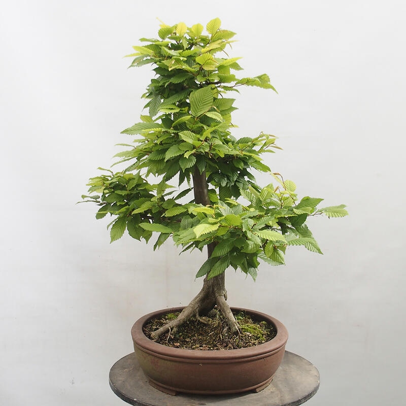 Outdoor bonsai - Hornbeam - Carpinus betulus