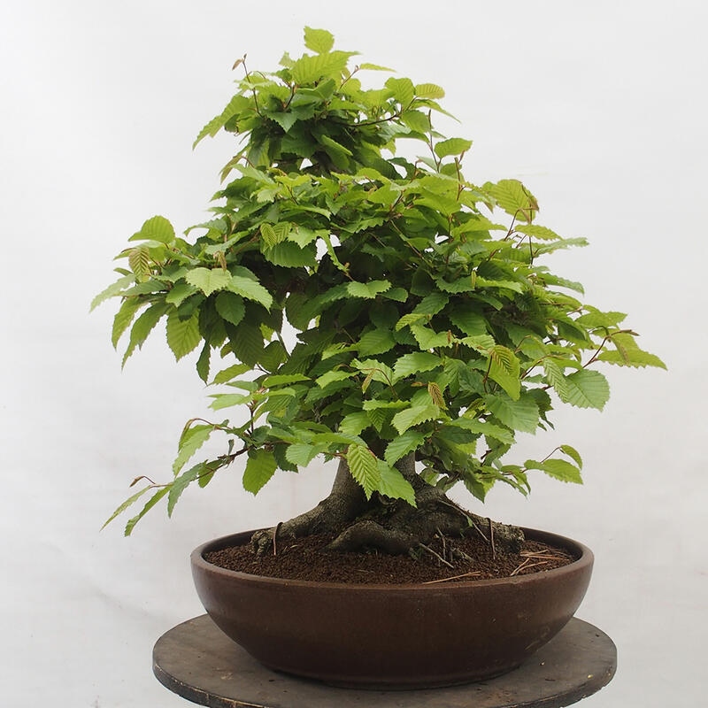 Outdoor bonsai - Hornbeam - Carpinus betulus