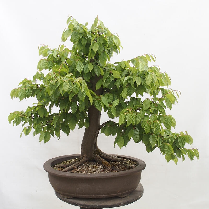 Outdoor bonsai - Hornbeam - Carpinus betulus