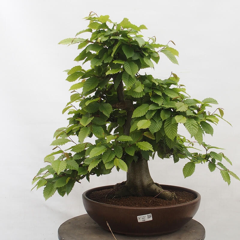 Outdoor bonsai - Hornbeam - Carpinus betulus