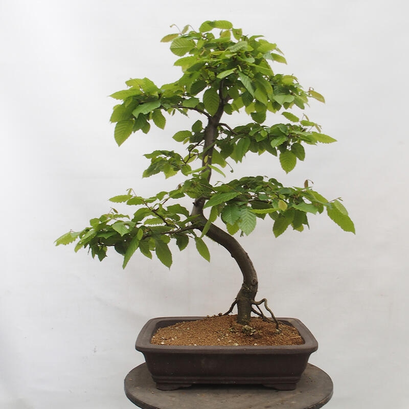 Outdoor bonsai - Hornbeam - Carpinus betulus