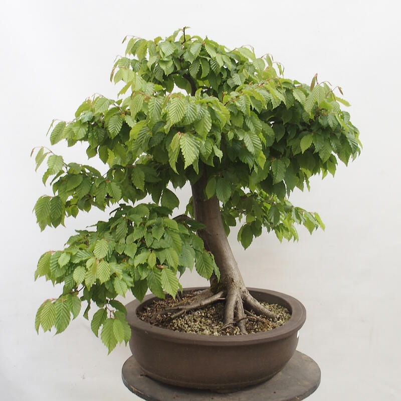 Outdoor bonsai - Hornbeam - Carpinus betulus