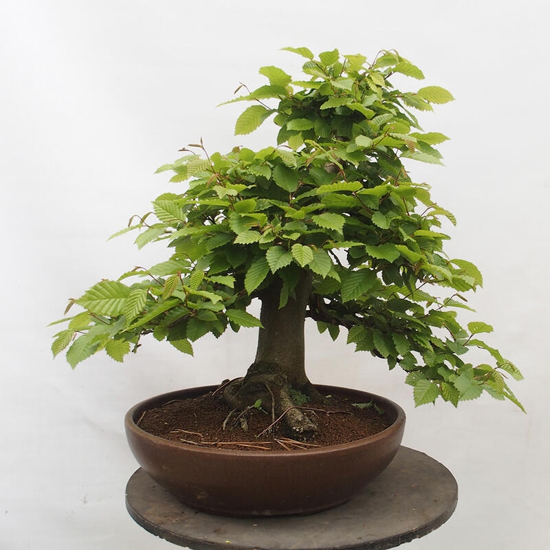 Outdoor bonsai - Hornbeam - Carpinus betulus