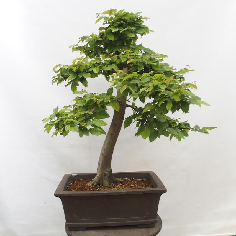 Outdoor bonsai - Hornbeam - Carpinus betulus