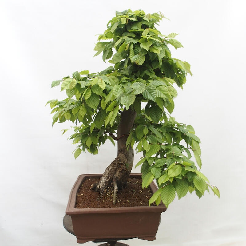 Outdoor bonsai - Hornbeam - Carpinus betulus