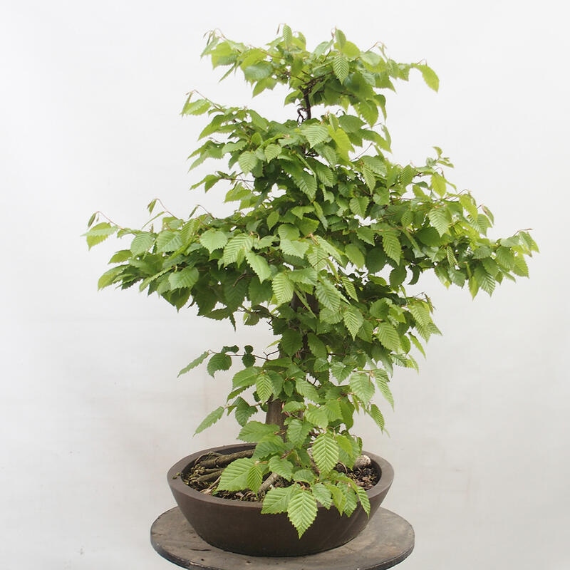 Outdoor bonsai - Hornbeam - Carpinus betulus