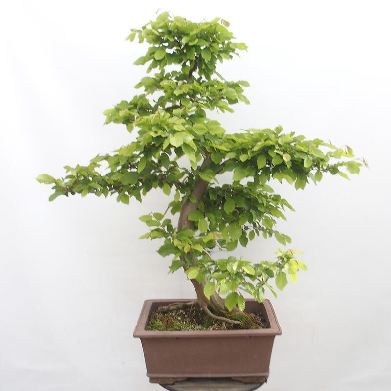 Outdoor bonsai - Hornbeam - Carpinus betulus