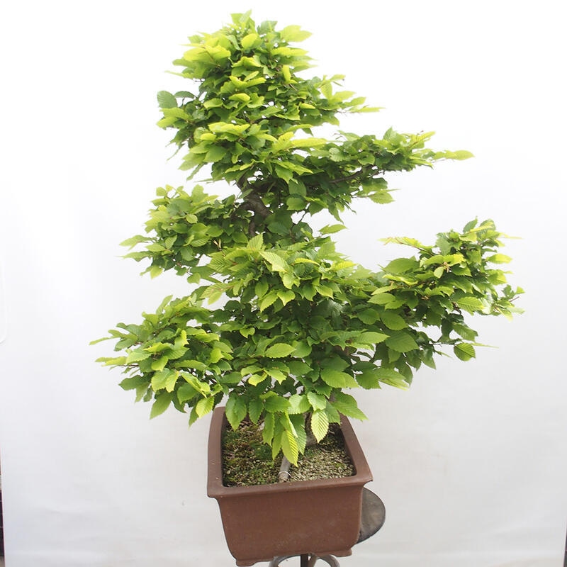 Outdoor bonsai - Hornbeam - Carpinus betulus