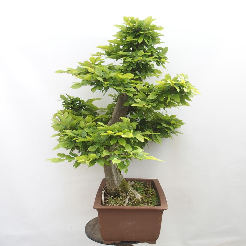 Outdoor bonsai - Hornbeam - Carpinus betulus