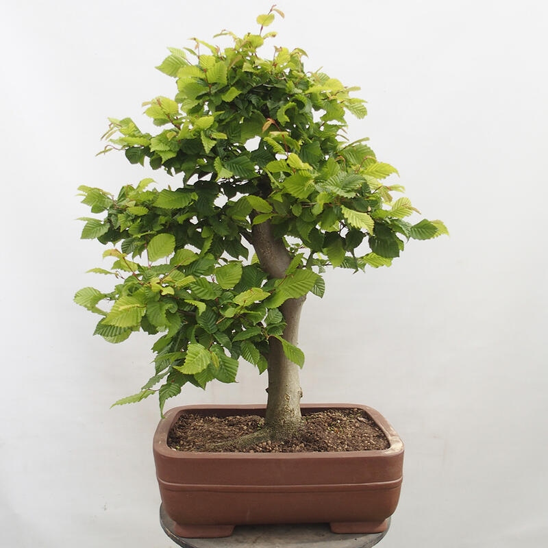 Outdoor bonsai - Hornbeam - Carpinus betulus