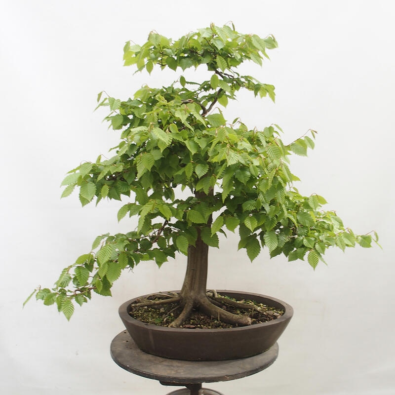 Outdoor bonsai - Hornbeam - Carpinus betulus