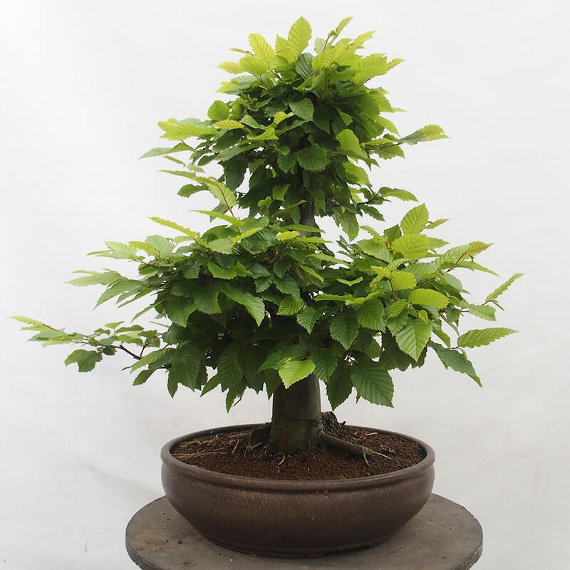 Outdoor bonsai - Hornbeam - Carpinus betulus