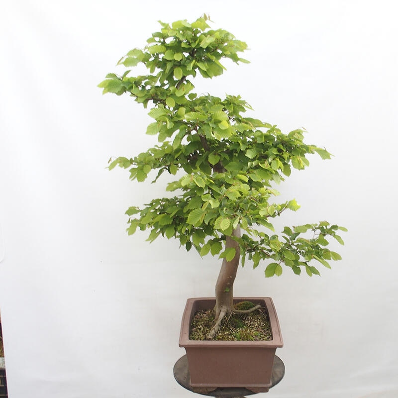 Outdoor bonsai - Hornbeam - Carpinus betulus