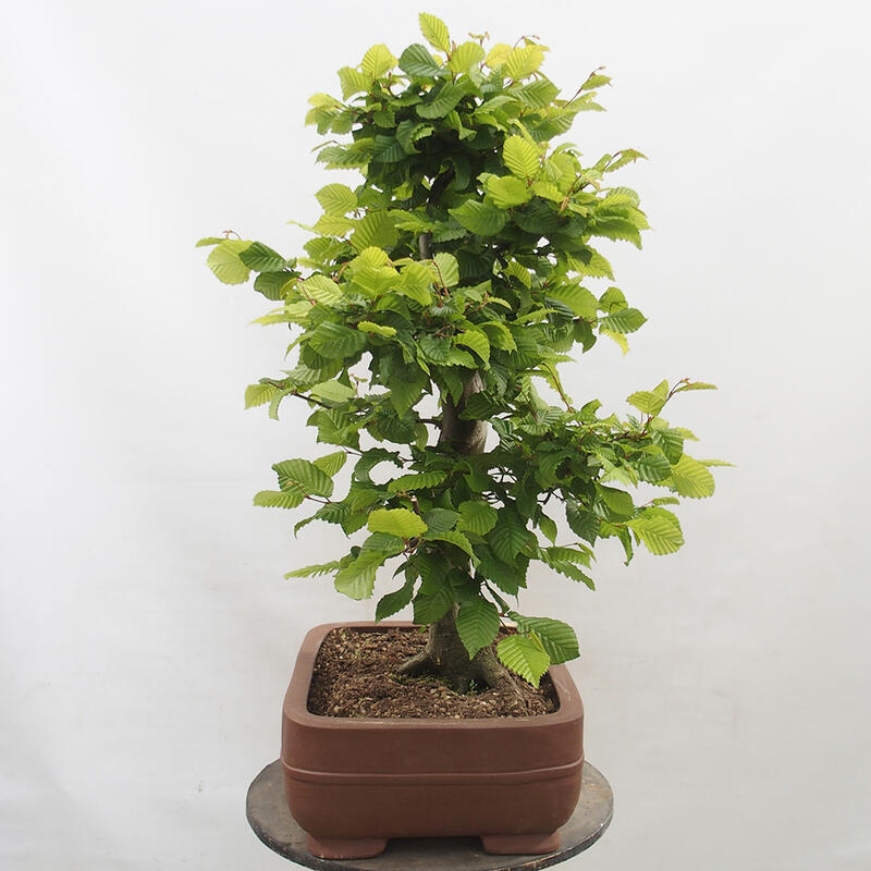 Outdoor bonsai - Hornbeam - Carpinus betulus