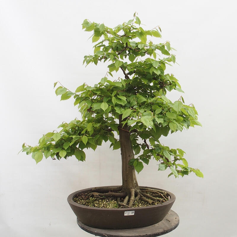 Outdoor bonsai - Hornbeam - Carpinus betulus