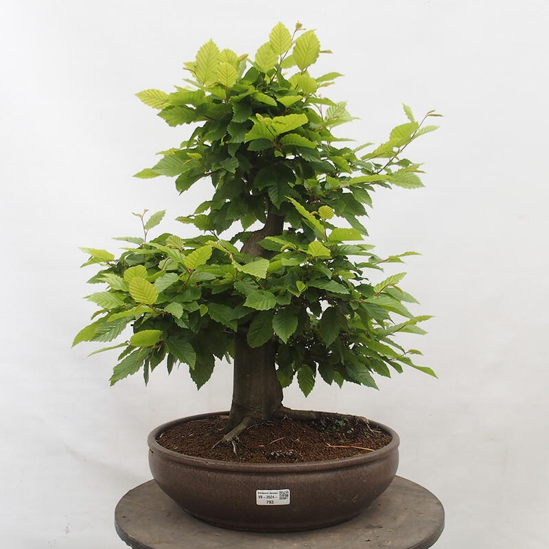 Outdoor bonsai - Hornbeam - Carpinus betulus