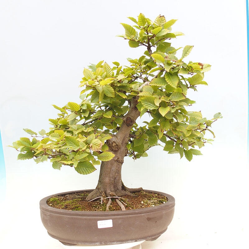 Outdoor bonsai - Hornbeam - Carpinus betulus