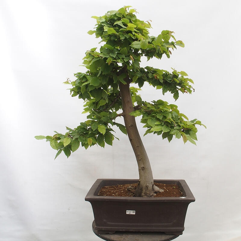 Outdoor bonsai - Hornbeam - Carpinus betulus