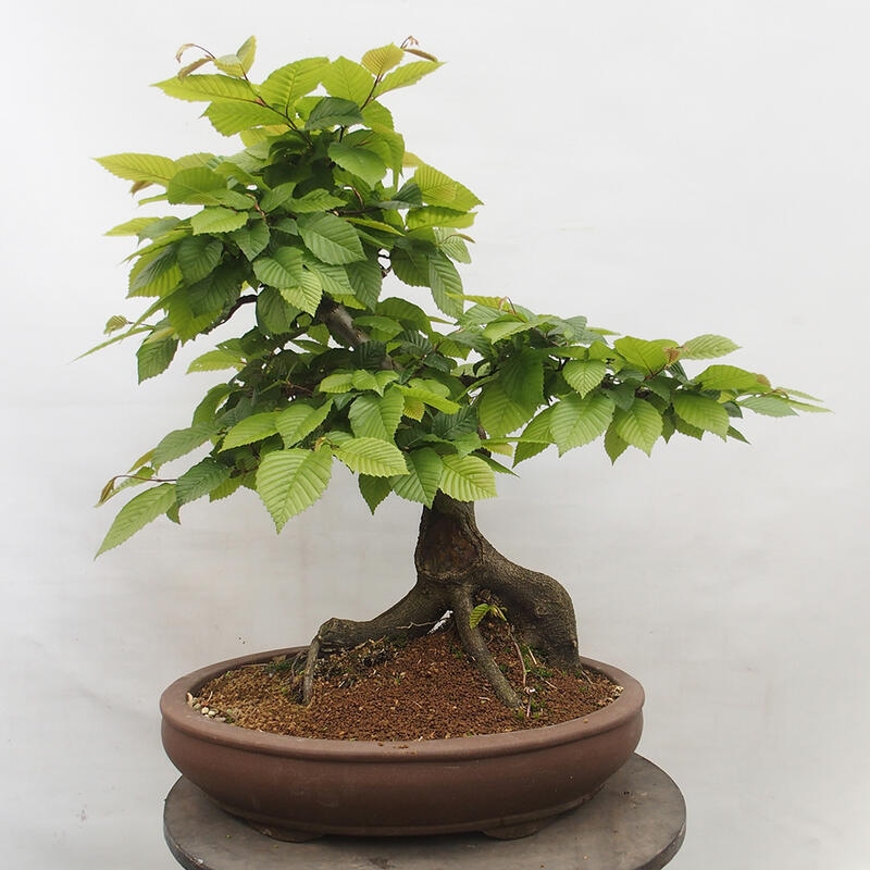 Outdoor bonsai - Hornbeam - Carpinus betulus