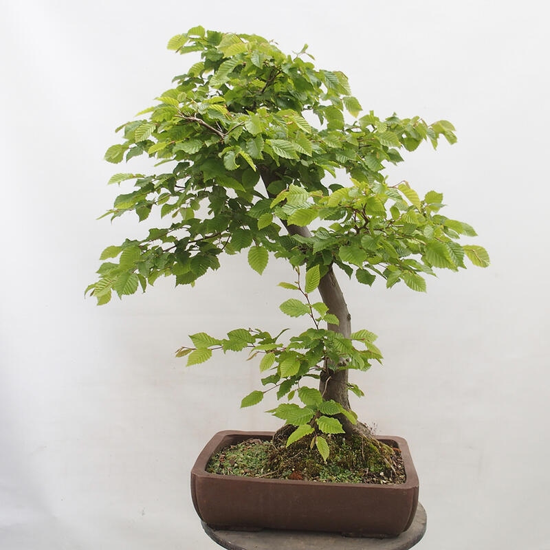 Outdoor bonsai - Hornbeam - Carpinus betulus