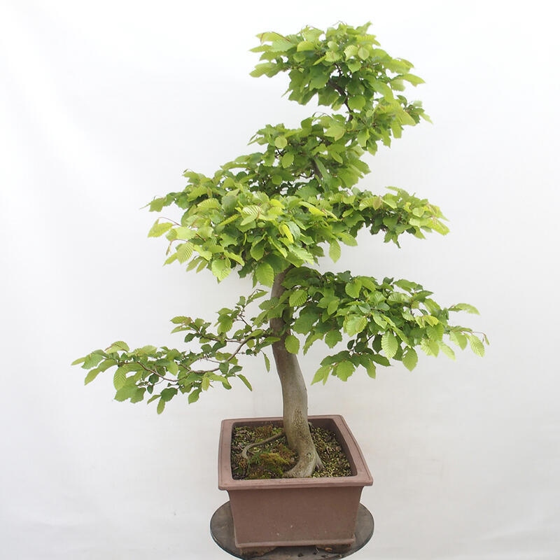 Outdoor bonsai - Hornbeam - Carpinus betulus