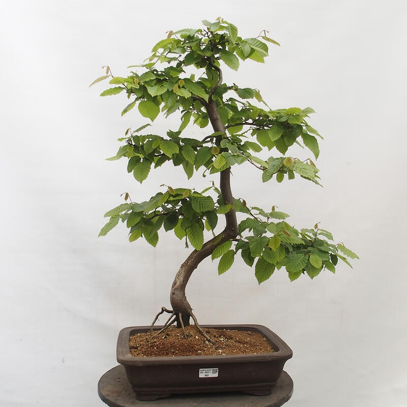 Outdoor bonsai - Hornbeam - Carpinus betulus