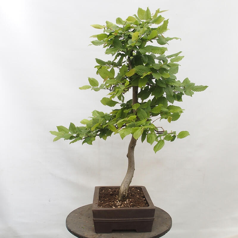 Outdoor bonsai - Hornbeam - Carpinus betulus