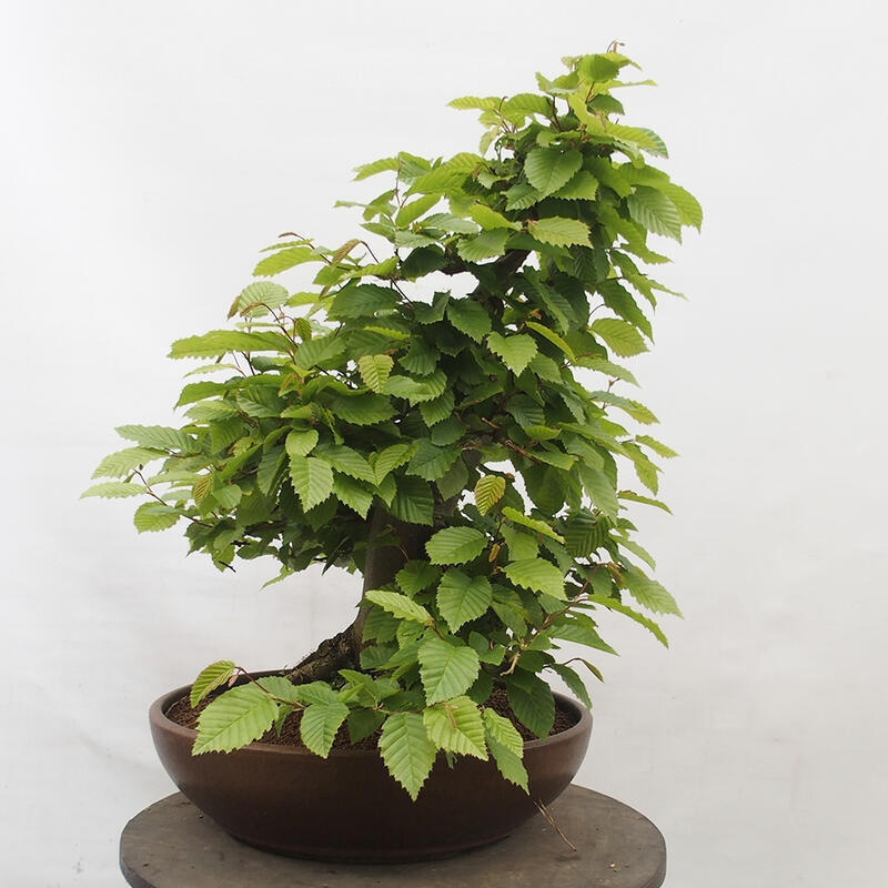 Outdoor bonsai - Hornbeam - Carpinus betulus