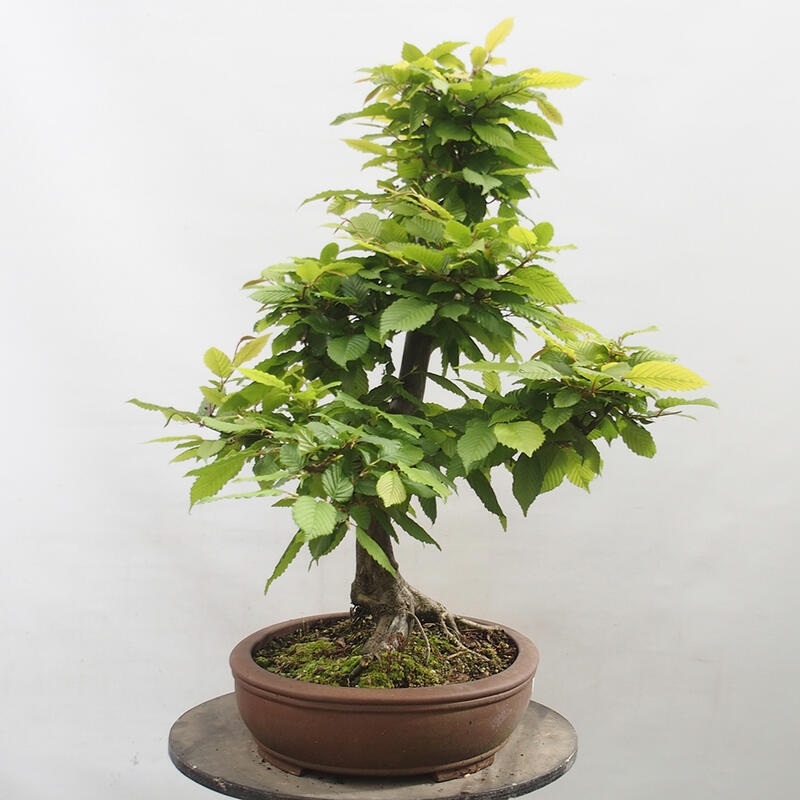 Outdoor bonsai - Hornbeam - Carpinus betulus