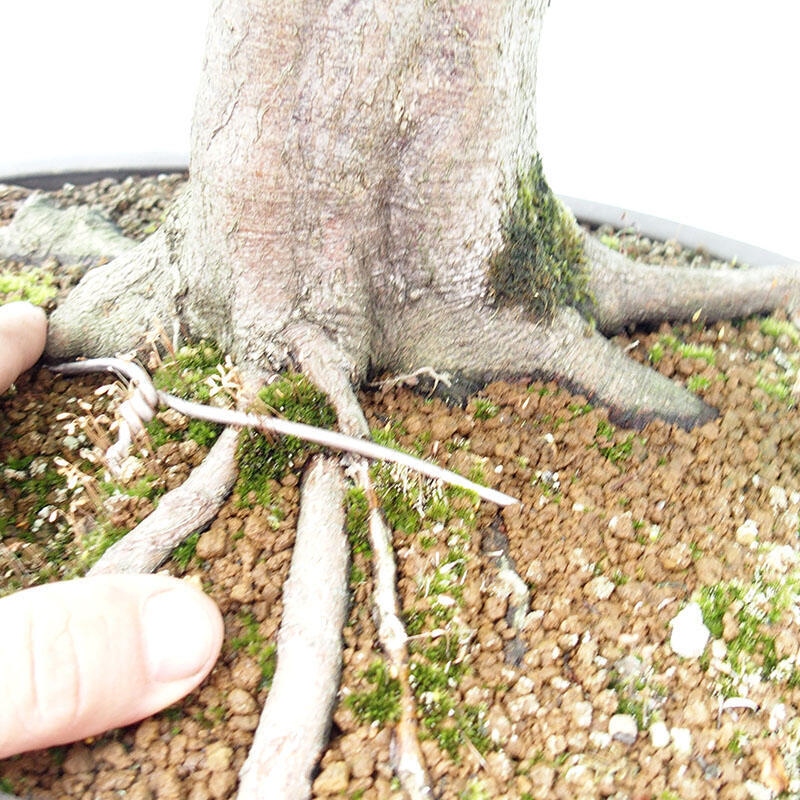 Outdoor bonsai - Hornbeam - Carpinus betulus