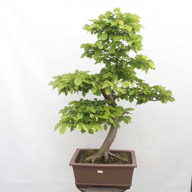 Outdoor bonsai - Hornbeam - Carpinus betulus