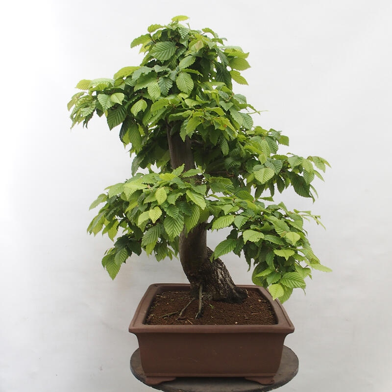 Outdoor bonsai - Hornbeam - Carpinus betulus