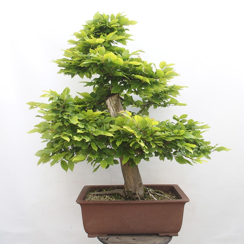 Outdoor bonsai - Hornbeam - Carpinus betulus