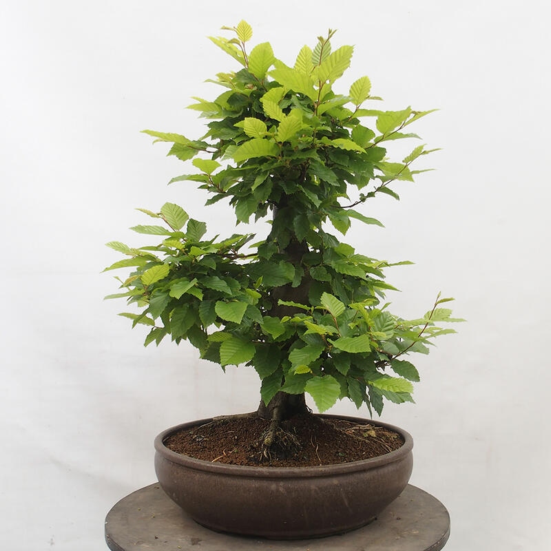 Outdoor bonsai - Hornbeam - Carpinus betulus