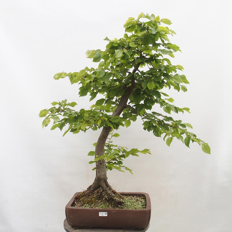 Outdoor bonsai - Hornbeam - Carpinus betulus