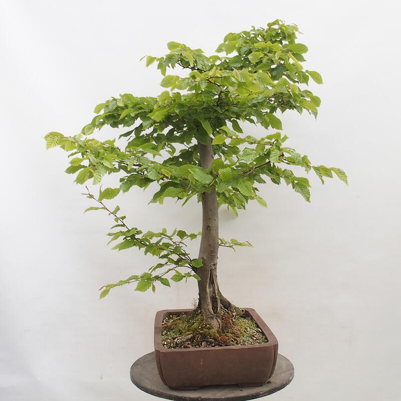 Outdoor bonsai - Hornbeam - Carpinus betulus