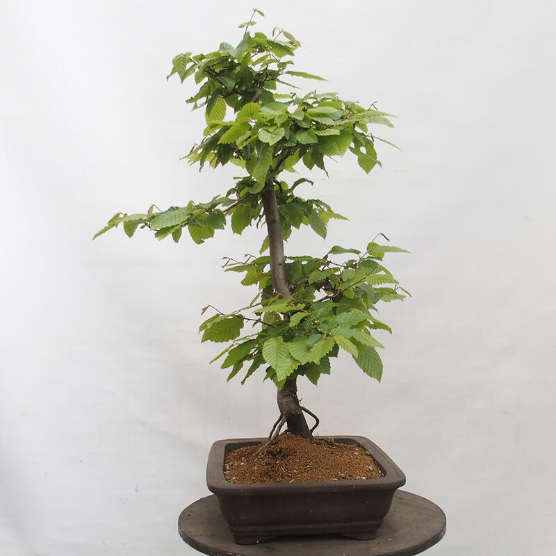 Outdoor bonsai - Hornbeam - Carpinus betulus