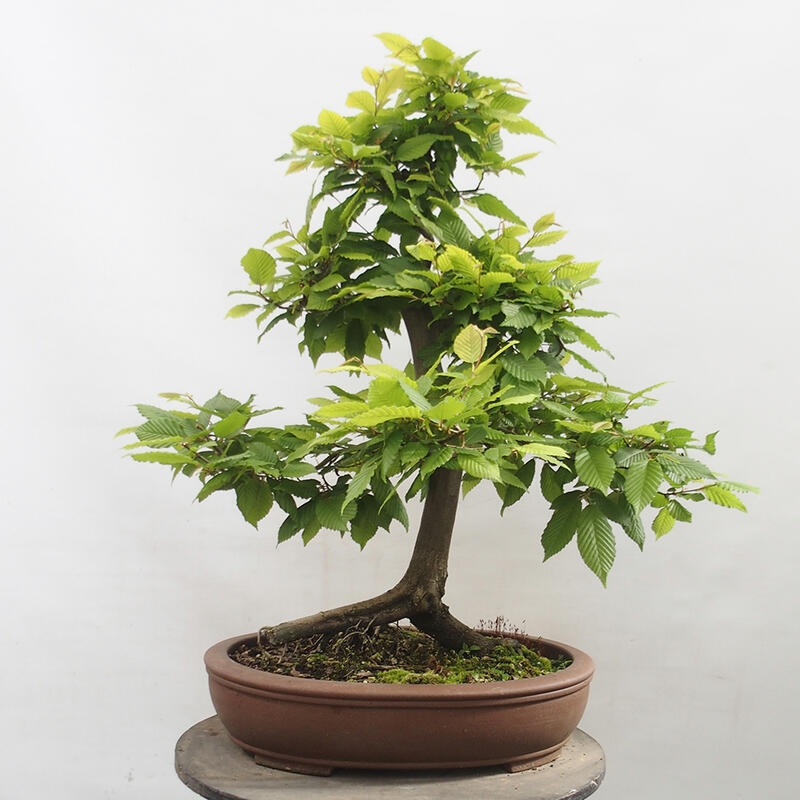 Outdoor bonsai - Hornbeam - Carpinus betulus