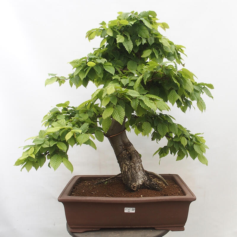 Outdoor bonsai - Hornbeam - Carpinus betulus