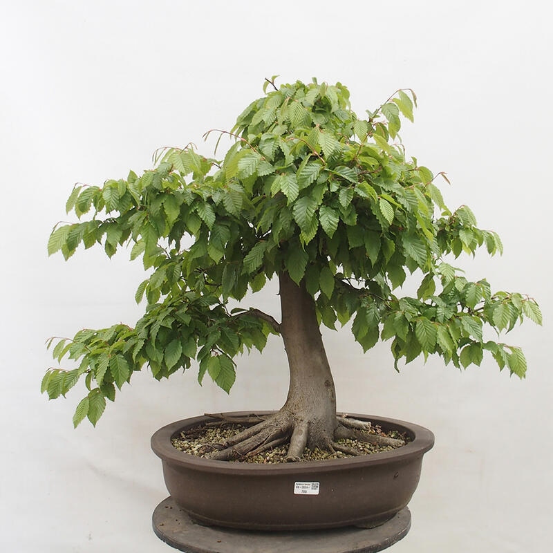 Outdoor bonsai - Hornbeam - Carpinus betulus