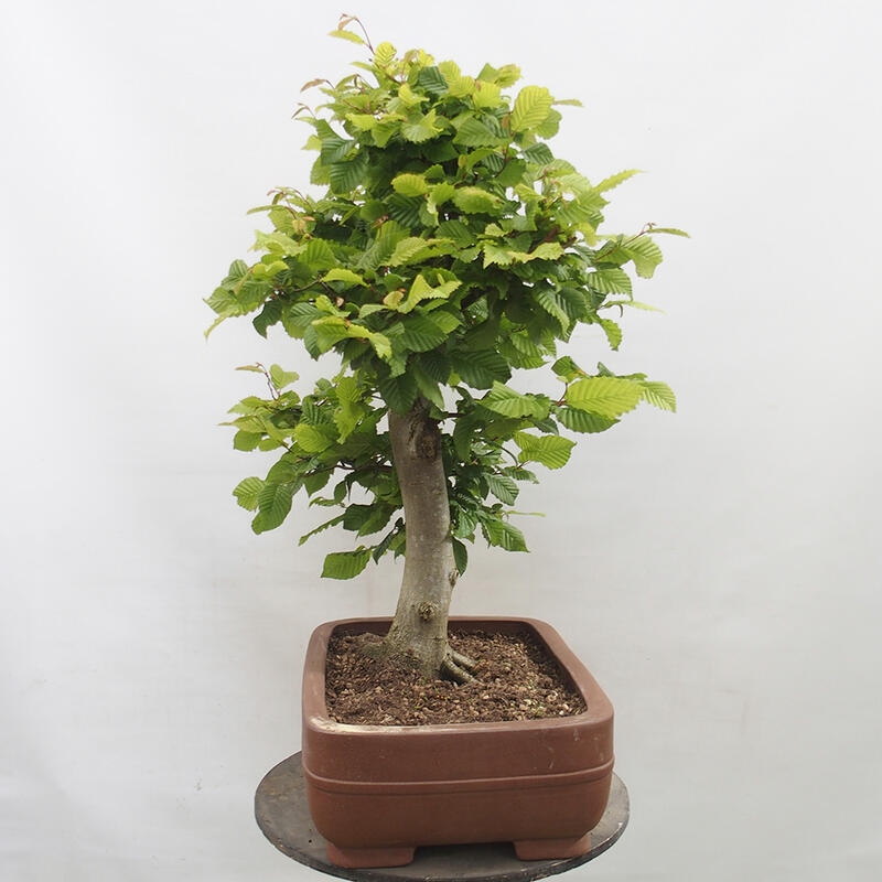 Outdoor bonsai - Hornbeam - Carpinus betulus